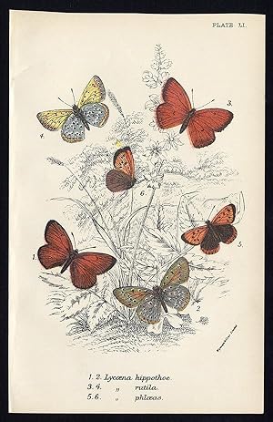 Antique Print-LARGE-SMALL-PURPLE EDGED COPPER-BUTTERFLY-Kirby-1896