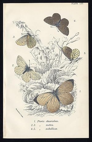 Antique Print-LARGE GARDEN-HOWARD'S-GREEN VEINED WHITE-BUTTERFLY-Kirby-1896