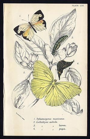 Antique Print-CALLIDRYAS-MEXICAN-YELLOW-BUTTERFLY-Kirby-1896