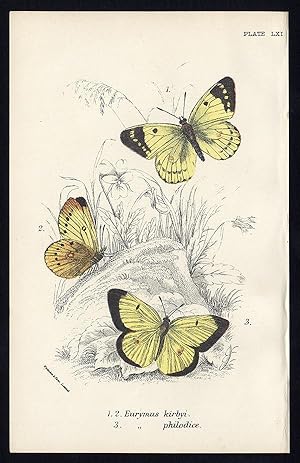 Antique Print-EURYMUS-KIRBYI-PHILODICE-BUTTERFLY-Kirby-1896