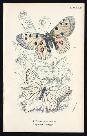 Antique Print-MOUNTAIN APOLLO-BLACK VEINED WHITE-BUTTERFLY-Kirby-1896