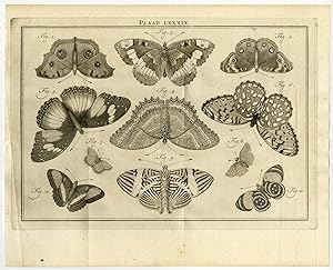Antique Print-LXXXVIII-NOCTUIDAE-MOTH-Houttuyn-Linnaeus-Philips-1767