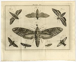 Antique Print-XC-NOCTURNAL MOTHS-PINTAIL-Houttuyn-Linnaeus-Philips-1767