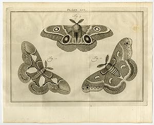 Antique Print-XCI-SATURNIIDS-ATLAS-MOTH-Houttuyn-Linnaeus-Philips-1767