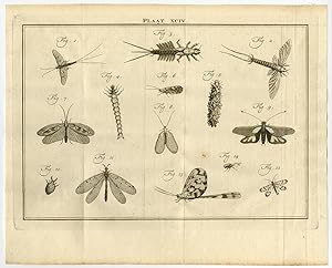 Antique Print-XCIV-MAYFLIES-SHADFLY-PHRYGANEIDAE-Houttuyn-Linnaeus-Philips-1767
