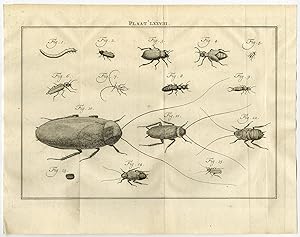 Antique Print-LXXVIII-MEALWORM-COCKCHAFER-Houttuyn-Linnaeus-Philips-1767