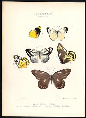 Antique Butterfly and Moth Print-PIERIDAE-PIERIS-CEPORA-DELIAS-Hewitson-1862