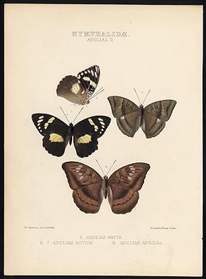 Antique Butterfly and Moth Print-NYMPHALIDAE-ADOLIAS-EUTHALIOPSIS-Hewitson-1862