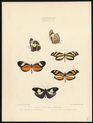 Antique Butterfly and Moth Print-PIERIDAE-LEPTALIS-DISMORPHIA-Hewitson-1860