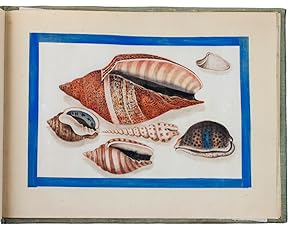 [Chinese fish and seashells].[Guangzhen (Canton) , Sunqua , ca. 1845/55 ]. Oblong folio album (26...