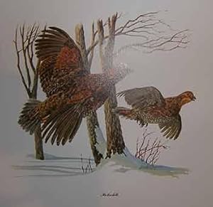 Bobwhite.