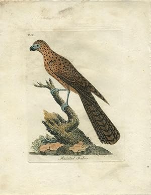 Hand colored engraving, "Radiated Falcon"