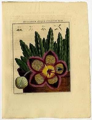 Antique Print-HOUSEFLY-PASSION FLOWER-EGG-LARVAE-9-Rosel van Rosenhof-1765