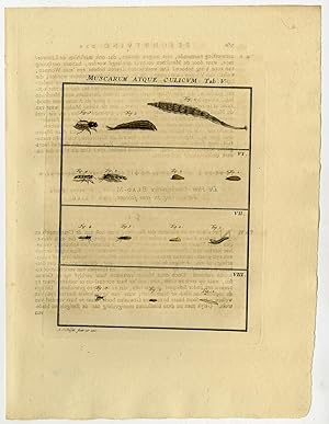 Antique Print-MAGGOT-HOVERFLY-FLY-RAT TAIL-5/8-Rosel van Rosenhof-1765