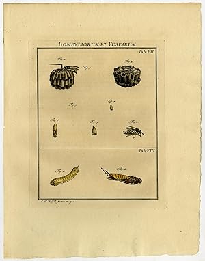 Antique Print-WASP-EUSOCIAL-WOODWASP-HORNTAIL-7/8-Rosel van Rosenhof-1765
