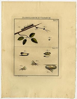 Antique Print-ICHNEUMONID-PARASITE WASP-INSECT-5/6-Rosel van Rosenhof-1765