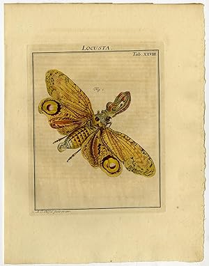 Antique Print-CICADA-DICTYOPHARIDAE-FRONS-28-Rosel van Rosenhof-1765
