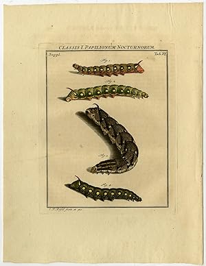 Antique Print-CATERPILLAR-NOCTURNAL MOTH-6-Rosel van Rosenhof-1765