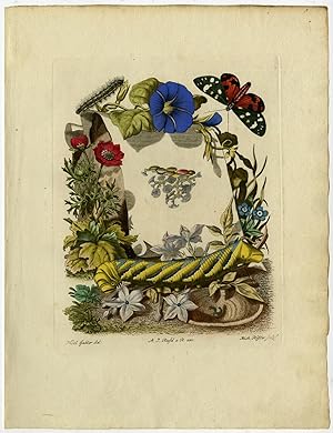 Antique Print-FLOWER-CATERPILLAR-ANTLION-POLYP-Gabler-Rosel van Rosenhof-1765