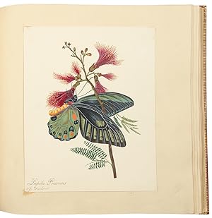 An album of drawings and watercolours of natural history and topographical subjects, and includin...