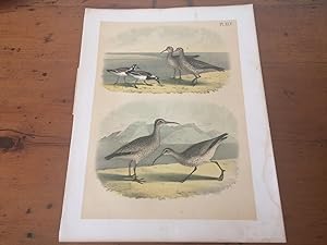 PLATE XLV: TURNSTONE, ESQUIMAUX CURLEW, HUDSONIAN CURLEW