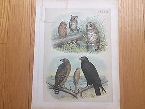 PLATE LXXXI: SHORT-EARED OWL, SCREECH OWL, LOUISIANA EGRET (or Louisiana Heron), YELLOW-CROWNED N...
