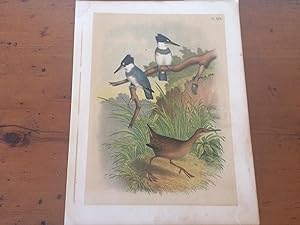 PLATE XIX: BELTED KINGFISHER, CLAPPER RAIL OR MUD HEN
