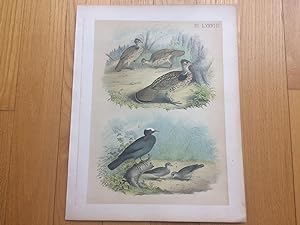 PLATE LXXVIII: RUFFED GROUSE (PHEASANT), WHITE-CROWNED PIGEON, GROUND DOVE