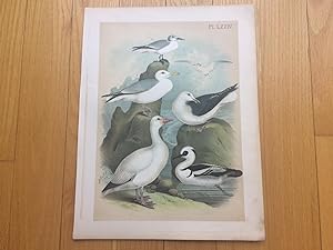 PLATE LXXIV: SNOW GOOSE, FORK-TAILED GULL, WESTERN GULL, SADDLE-BACK, SMEW