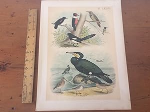 PLATE LXXIII: RED AND WHITE-SHOULDERED BLACKBIRD, LEWIS' WOODPECKER, MEXICAN FLICKER, ANNA HUMMIN...