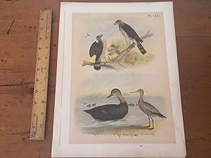 PLATE LVIII: SHARP-SHINNED HAWK, BROAD-WINGED HAWK, BLACK DUCK, GODWIT