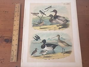 PLATE LXIII: CANVAS-BACK DUCK, BANK SWALLOW, CLIFF SWALLOW, ROUGH-WINGED SWALLOW, RED-BREASTED SN...