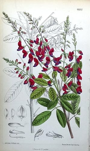 Antique Botanical Print LESPEDEZA BICOLOR Asia J N Fitch Vintage Shrub Print 1882