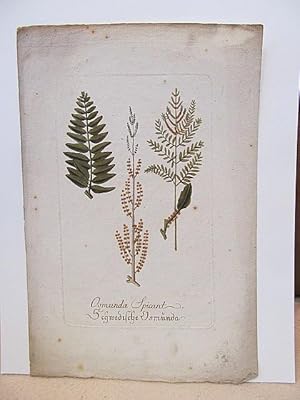 Osmunda spicant  Schwedische Osmunda ( Rippenfarn ). Altkolorierter Kupferstich um 1700 auf Bütt...