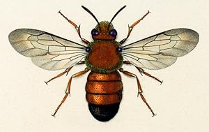 Hymenoptera: Twelve Specimens