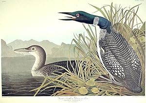 Great Northern Diver or Loon. From "The Birds of America" (Amsterdam Edition)
