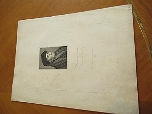 Desiderius Erasmus (Original Antique Engraving)