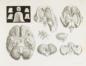 Anatomie et physiologie du système nerveux de l'homme et des animaux vertébrés ; ouvrage contenan...
