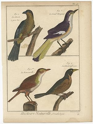 Antique Print of various Birds (Blackbird) by R. Benard (c.1790)
