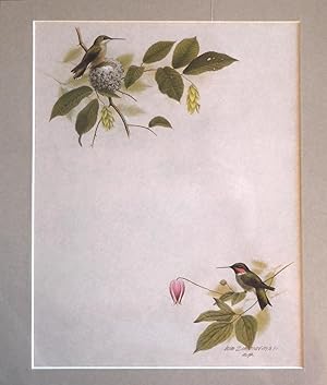 ( Original Print ) Hummingbird