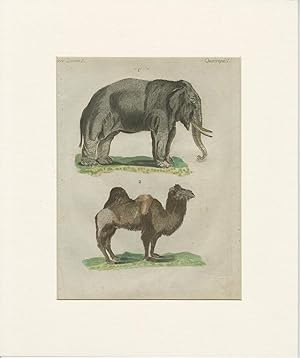 Antique Animal Print of an Elephant and a Camel (c.1750)