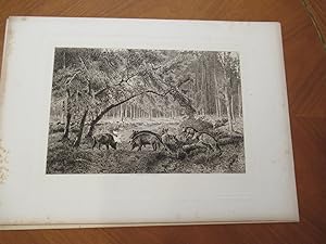 Wild Boar In The Forest Of Fountainebleau (Original Antique Etching After Giuseppe Palizzi)