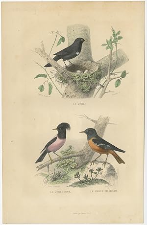 Antique Bird Print of various Blackbird by E. Travies (c.1860)