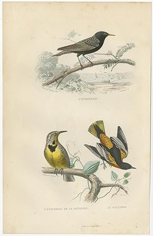 Antique Bird Print of various Starlings and Baltimore Oriole by E. Travies (c.1860)