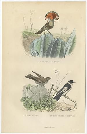 Antique Bird Print of various Flycatchers by E. Travies (c.1860)
