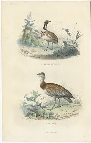 Antique Bird Print of various Bustard Birds by E. Travies (c.1860)
