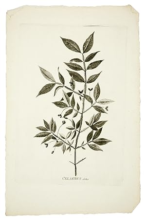 Icones Plantarum Japonicarum, quas in insulis Japonicis annis 1775 et 1776 collegit et descripsit.