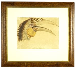 Buceros plicatus Lath. (Wreathed Hornbill), Watercolour on paper c.1827-1837, 25.5 x 33.5 cm - vi...