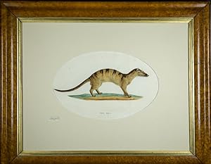 Banded Palm Civet Cat (Viverra boiei). Watercolour on paper 25.4 x 39.1 cm - visible image size; ...