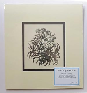 Stinking Hellebore (1936 Lithograph Print, Flowers )